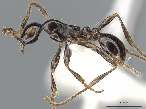 Aenictus montivagus specimen