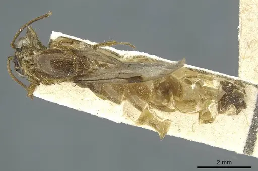 Aenictus mutatus specimen