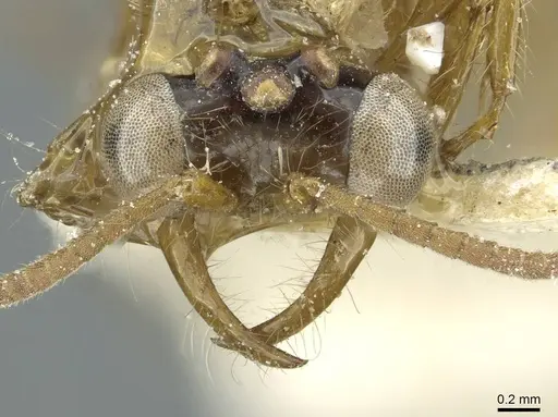 Aenictus mutatus specimen