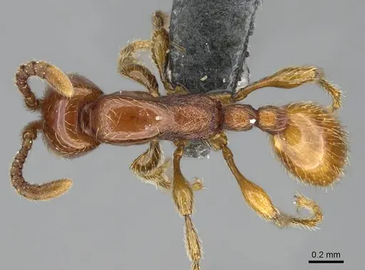 Aenictus mvuvii specimen