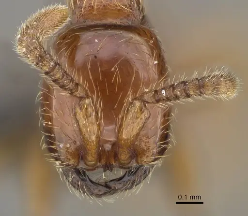 Aenictus mvuvii specimen