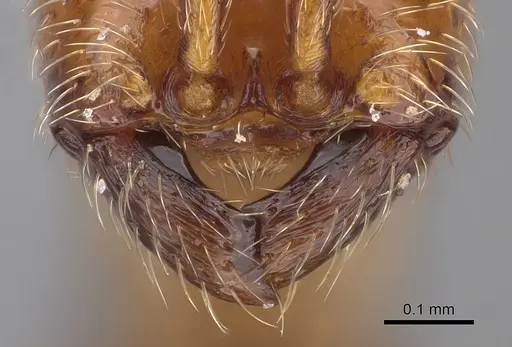 Aenictus mvuvii specimen