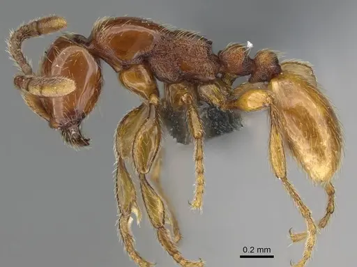 Aenictus mvuvii - CASENT0350555