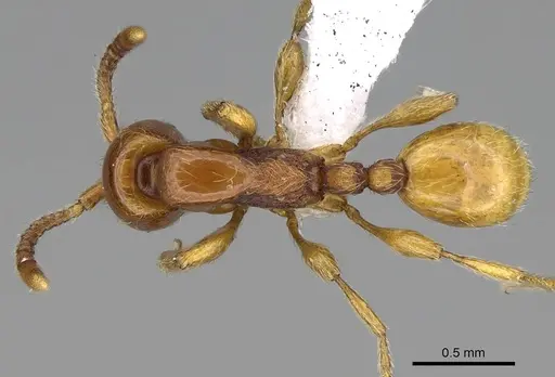 Aenictus mvuvii - CASENT0406730