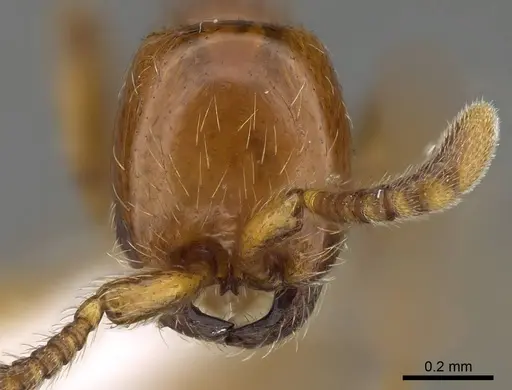 Aenictus mvuvii - CASENT0406730