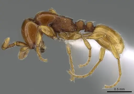 Aenictus mvuvii - CASENT0406730