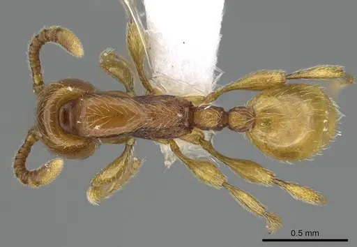 Aenictus mvuvii - CASENT0746805