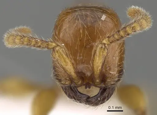 Aenictus mvuvii - CASENT0746805