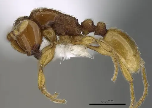 Aenictus mvuvii - CASENT0746805