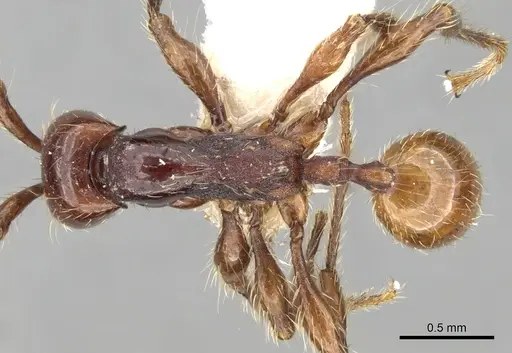 Aenictus nganduensis specimen