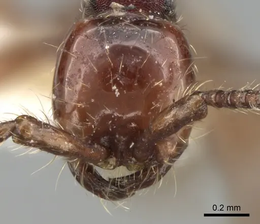 Aenictus nganduensis specimen