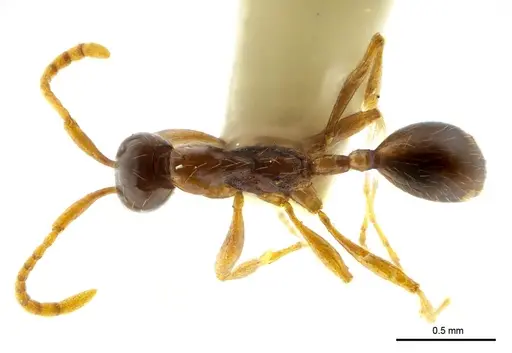 Aenictus nuchiti specimen