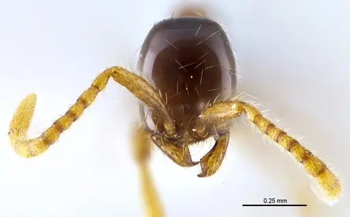 Aenictus nuchiti specimen