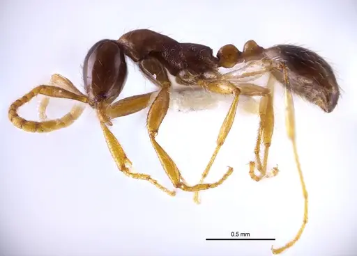 Aenictus nuchiti specimen