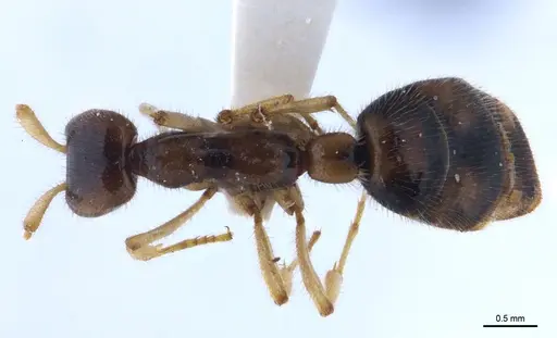 Aenictus nuchiti - THNHM-I-02613