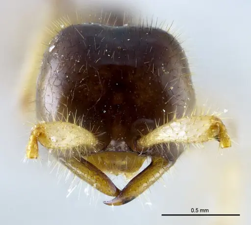 Aenictus nuchiti - THNHM-I-02613