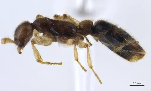 Aenictus nuchiti - THNHM-I-02613