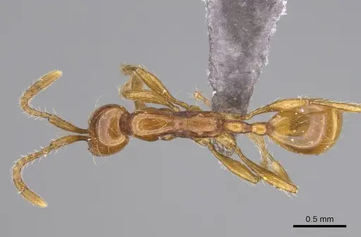 Aenictus nyuyi specimen