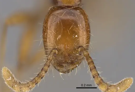 Aenictus nyuyi specimen