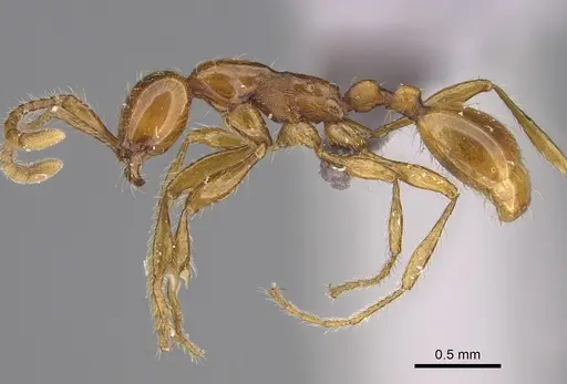 Aenictus nyuyi specimen