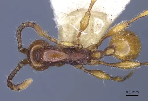 Aenictus orientalis specimen