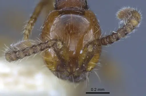 Aenictus orientalis specimen