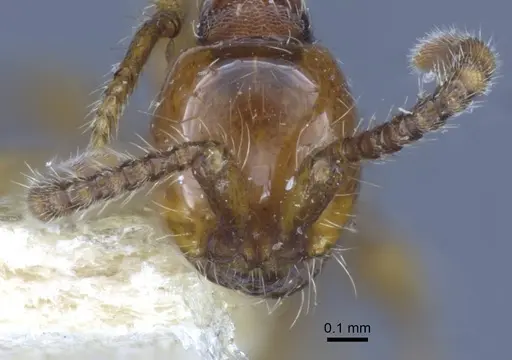 Aenictus orientalis specimen