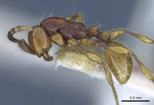 Aenictus orientalis - CASENT0916856