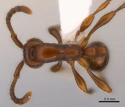 Aenictus pachycerus specimen