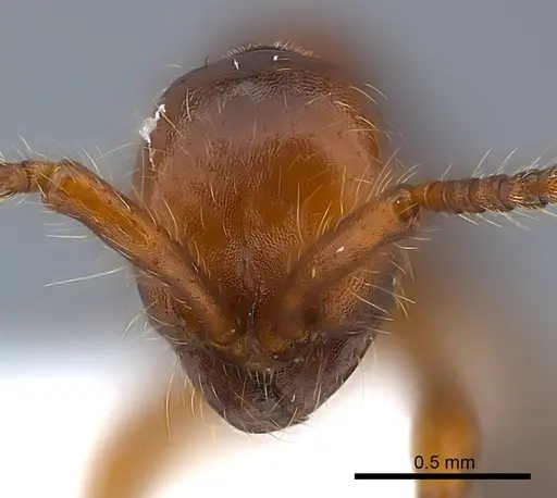 Aenictus pachycerus specimen