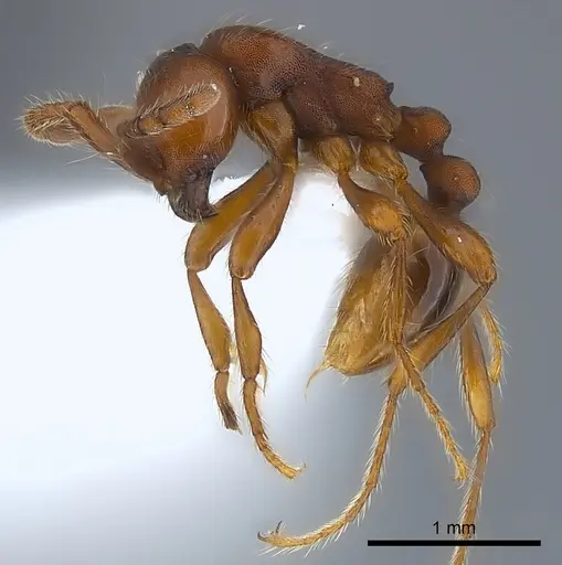 Aenictus pachycerus specimen