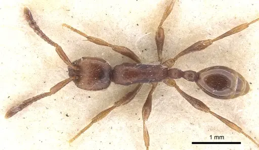 Aenictus pachycerus - CASENT0902674