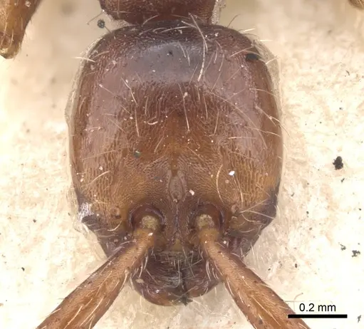 Aenictus pachycerus - CASENT0902674