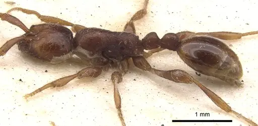 Aenictus pachycerus - CASENT0902674