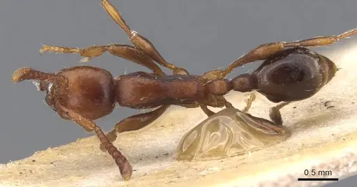 Aenictus pachycerus - CASENT0907015