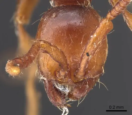 Aenictus pachycerus - CASENT0907015