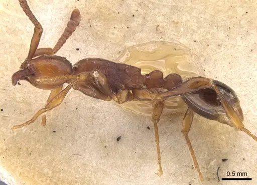 Aenictus pachycerus - CASENT0907015