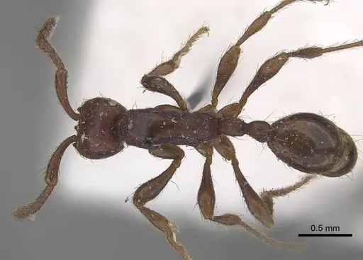 Aenictus pachycerus - CASENT0919637