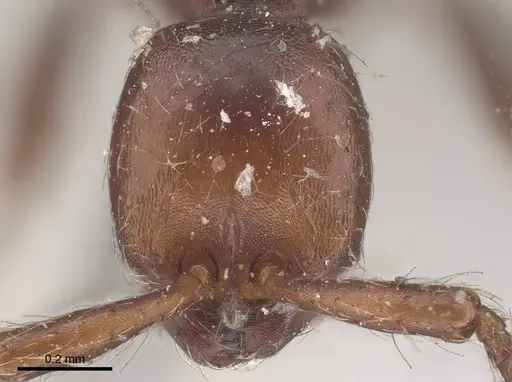 Aenictus pachycerus - CASENT0919637