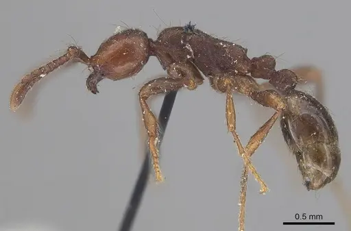Aenictus pachycerus - CASENT0919637