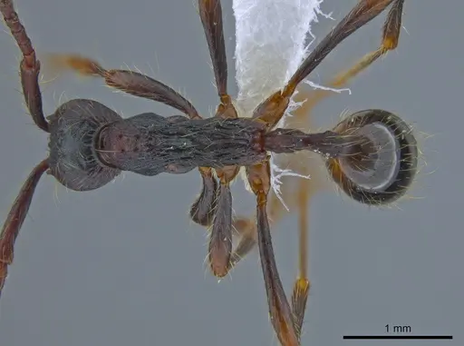 Aenictus paradentatus specimen