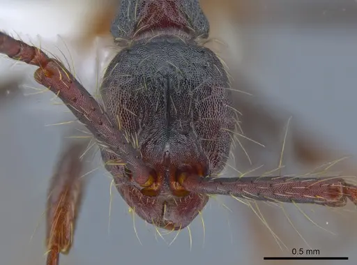 Aenictus paradentatus specimen