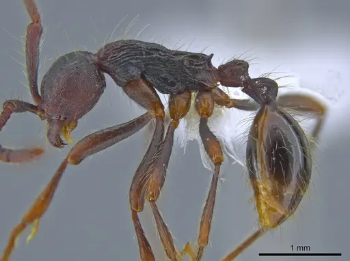 Aenictus paradentatus specimen
