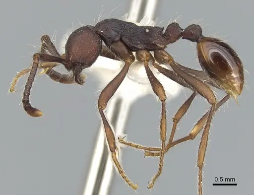 Aenictus paradentatus - CASENT0903682