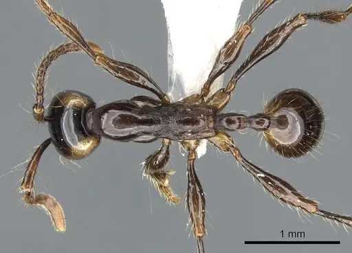 Aenictus parahuonicus specimen