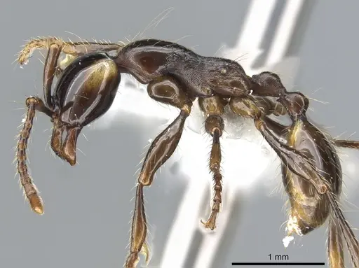 Aenictus parahuonicus specimen