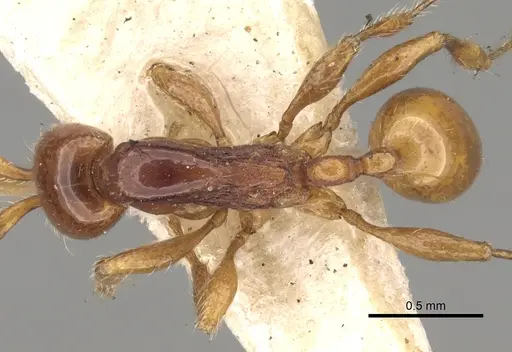 Aenictus peguensis specimen