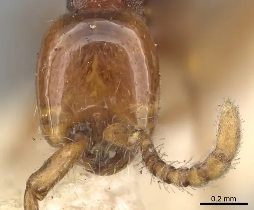 Aenictus peguensis specimen