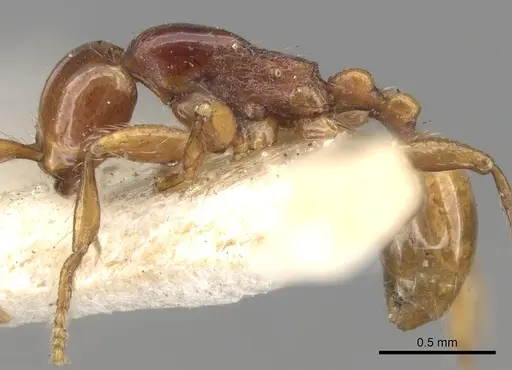 Aenictus peguensis specimen