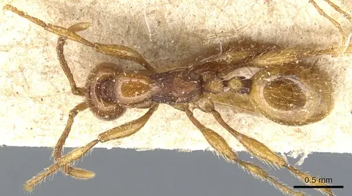 Aenictus peguensis - CASENT0903749